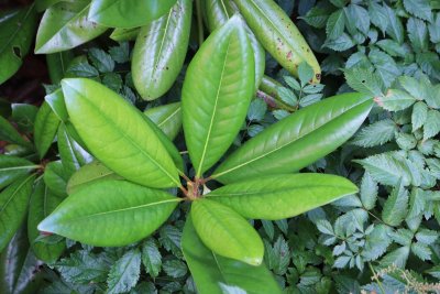 Magnolia grandiflora 'Edith Bouge' - šácholán - list